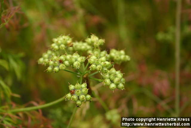 Coriander